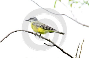 Tropical Kingbird Tyrannus melancholicus perched o a treee bra photo