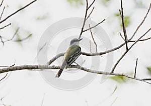 A tropical kingbird, Tyrannus melancholicus, perched on a tree branch in Mexico photo