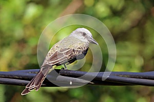 Tropical Kingbird (Tyrannus melancholicus) perched on a wire photo