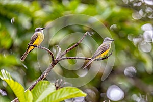 Tropical kingbird, Tyrannus melancholicus. Refugio de Vida Silvestre Cano Negro, Wildlife and bird watching in Costa Rica photo