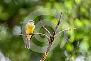 Tropical kingbird, Tyrannus melancholicus. Refugio de Vida Silvestre Cano Negro, Wildlife and bird watching in Costa Rica photo