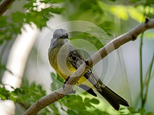 The Tropical Kingbird, Tyrannus melancholicus, sits on a branch and looks around. Colombia photo
