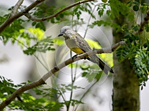 The Tropical Kingbird, Tyrannus melancholicus, sits on a branch and observes the surroundings, Colombia photo