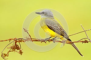 Tropical Kingbird, Tyrannus melancholicus, tropic yellow grey bird form Costa Rica. Bird sitting on barbed wire, clear background. photo