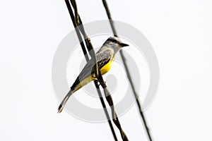 Tropical kingbird, Tyrannus melancholicus, on a wire photo