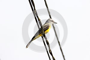 Tropical kingbird, Tyrannus melancholicus, on a wire photo