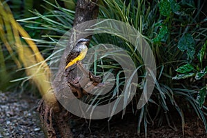 Tropical Kingbird - Tyrant Flycatcher