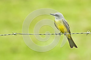 Tropical Kingbird