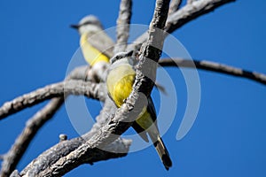 Tropical kingbirds, Tyrannus melancholicus, on a branch photo