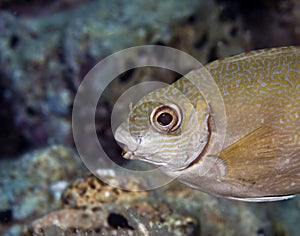 Tropical kiss fish underwater in Maldive islands