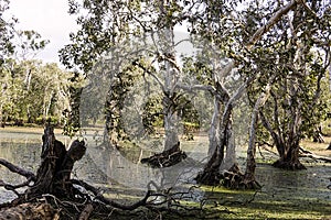 Tropical lagoon with textured old melaleuca gum trees.