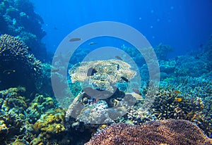 Tropical lagoon Underwater landscape. Coral reef panorama in open sea water.