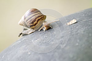 Tropical Land Snail (Achatinidae)