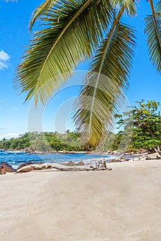 Tropical landscape