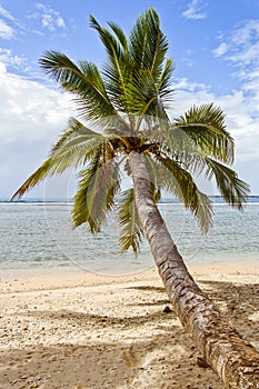 Tropical landscape