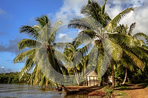 Tropical landscape