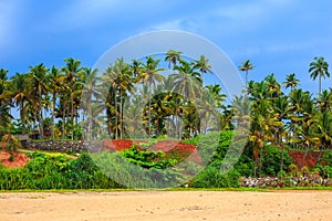 Tropical landscape with blue sky and palm trees.