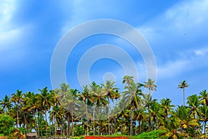 Tropical landscape with blue sky and palm trees.