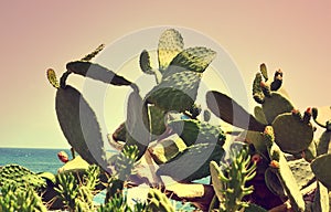 Tropical Landscape Cactus Holiday Travel Background Journey Summer Concept Flowers