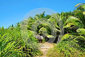 Tropical landscape with coconut palm trees near Anse Marron beach on La Digue island,Seychelles. photo