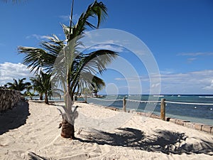 Tropical landscape with green palm on white sandy beach blue ocean sky with clouds