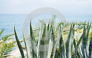 Tropical Landscape Holiday Travel Background Journey Summer Concept