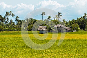 Tropical landscape with hut and palm tree.