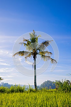 Tropical landscape. Palm tree surrounded by rice fields. Sunrise in Bali, Indonesia. Vertical layout. Copy space