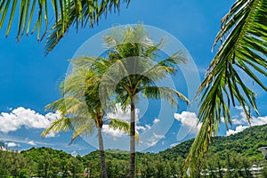 Tropical landscape with palm tree. Tropical paradise idyllic background. Coco palms with beautiful leaves. Palm tree and