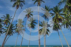 Tropical landscape with palm trees and blue sky with white clouds. coconut tree clear blue sky