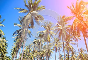 Tropical landscape with palm trees. Coco palm tree top with orange sun flare.