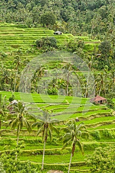 Tropical landscape palm trees green fileds rice terraces