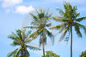 Tropical landscape with palm trees. Palm leaves on sky background.