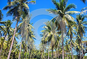 Tropical landscape with palm trees. Palm tree crowns with green leaves on sunny sky background.