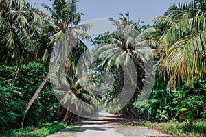 Tropical landscape with palm trees and road during sunny day at the island Manadhoo the capital of Noonu atoll