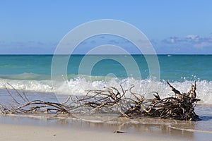 Tropical landscape with palm trees under a blue sky.