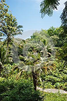 Tropical landscape in Phuket