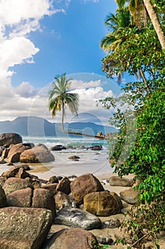 Tropical landscape of a sunny beach with an exquisite coconut tree grown in the horizontal, and big rocks by the sand photo