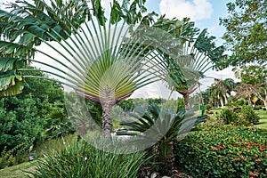 Tropical landscape with Traveller`s tree Ravenala madagascariensis, sago palm Cycas revoluta, ixora bushes and a pond in the