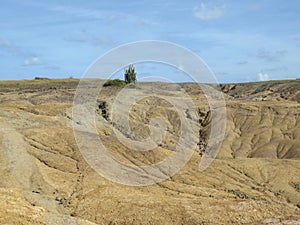 Tropical landscape of volcanic rock by the Caribbean Sea. Caribbean desert. Savanna of Petrification