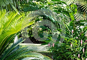 Tropical landscaped garden with lush foliage; ginger lilies, heliconias and palm trees.