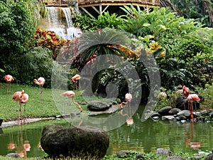 Tropical Landscaping Garden Pond With Flamingos
