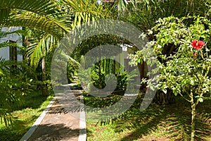 Tropical landscaping in home garden, lush foliage in house backyard
