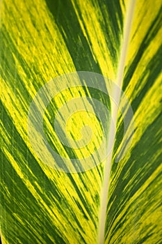 Tropical leaf