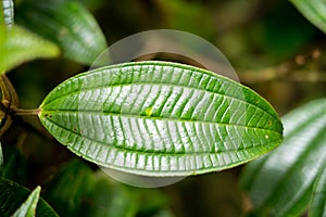 Tropical leaf