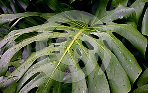 Tropical Leaf