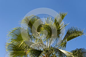 tropical leaf African Sabal fan palm gracefully sways on blue sky, natural beauty tropics, transcendence infinity tropical