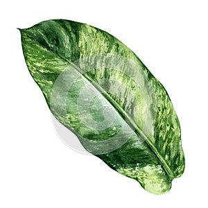 Tropical leaf aglaonema watercolor isolated on white background