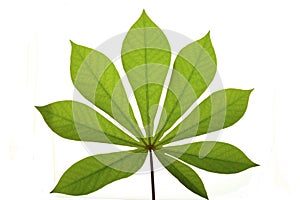 Tropical leaf