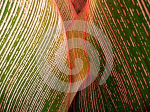 Tropical leaf close-up #1